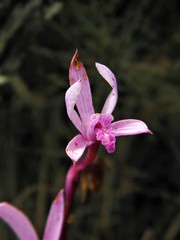 Cattleya pabstii