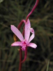 Cattleya pabstii