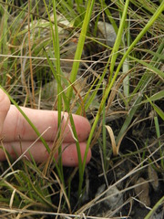 Habenaria caldensis