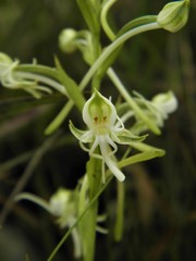 Habenaria caldensis
