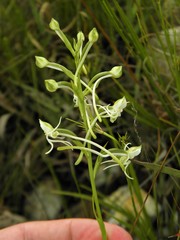 Habenaria caldensis