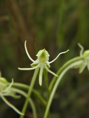 Habenaria caldensis
