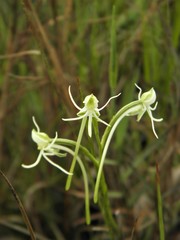 Habenaria caldensis
