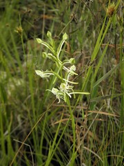 Habenaria caldensis