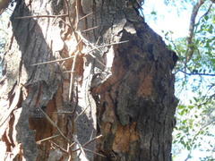 Gleditsia amorphoides