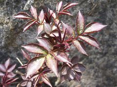 Sambucus williamsii
