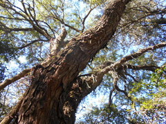 Gleditsia amorphoides