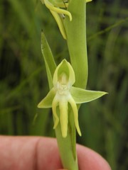 Habenaria trifida