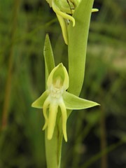 Habenaria trifida
