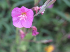 Oenothera rosea