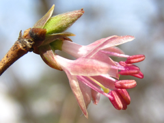 Lonicera praeflorens