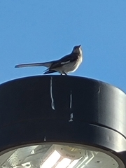 Mimus polyglottos