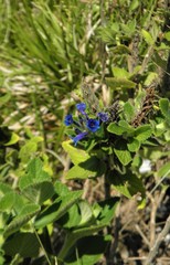 Stachytarpheta sellowiana