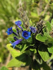 Stachytarpheta sellowiana