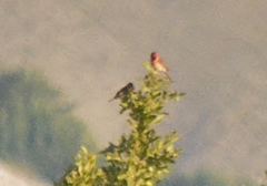 Haemorhous purpureus