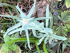 Gamochaeta antillana