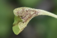 Puccinia dichondrae