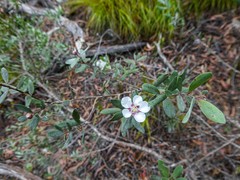 Leptospermum glaucescens
