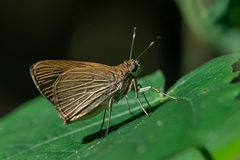 Cobalopsis