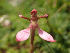 Eriochilus