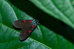 Cyanopepla fastuosa
