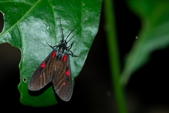 Cyanopepla fastuosa