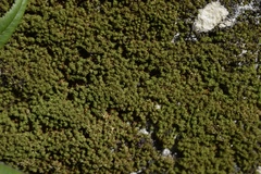 Weissia jamaicensis