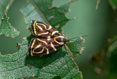 Hemerophila albertiana