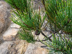 Allocasuarina monilifera
