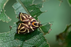 Hemerophila albertiana