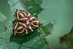 Hemerophila albertiana