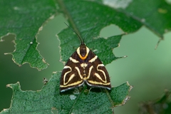 Hemerophila albertiana