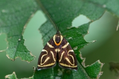 Hemerophila albertiana