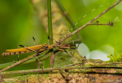 Pseudophasma blanchardi
