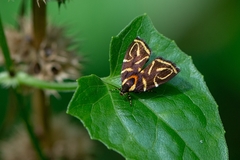 Hemerophila albertiana