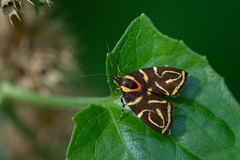 Hemerophila albertiana