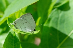 Ostrinotes sophocles