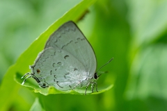 Ostrinotes sophocles