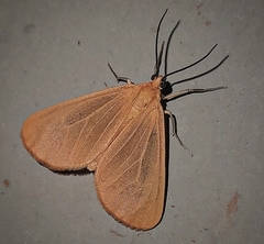 Eubaphe unicolor