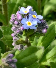 Myosotis alpestris