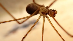 Physocyclus globosus