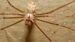Physocyclus globosus