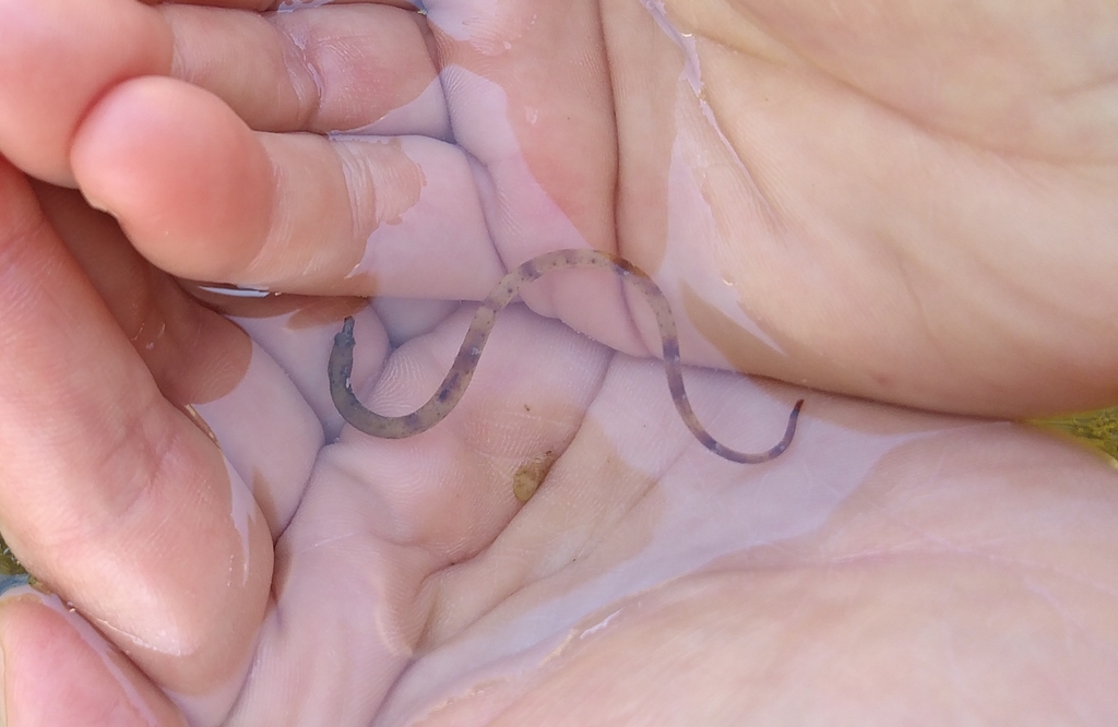 Shortsnout pipefish (Lissocampus filum) — Syngnathidae