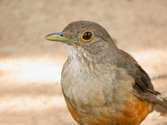 Turdus rufiventris
