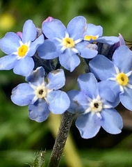 Myosotis alpestris