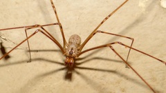 Physocyclus globosus