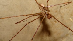 Physocyclus globosus