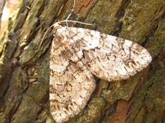 Esakiopteryx volitans