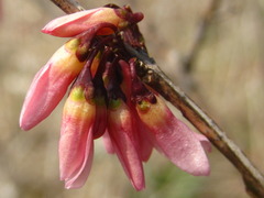 Abeliophyllum