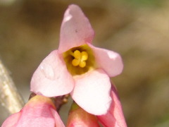 Abeliophyllum